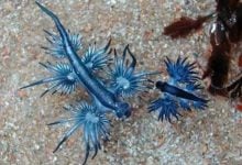 Beach alert: Deadly blue dragons invade Phuket shore | Thaiger