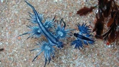 Beach alert: Deadly blue dragons invade Phuket shore | Thaiger