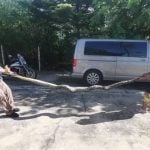 Python crashes through ceiling into Thai cat room | Thaiger