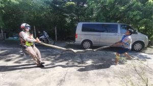 Python crashes through ceiling into Thai cat room | Thaiger