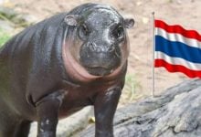 Hippo star Moo Deng raises 300k baht for border aid | Thaiger