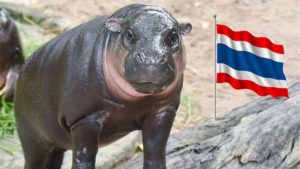 Hippo star Moo Deng raises 300k baht for border aid | Thaiger