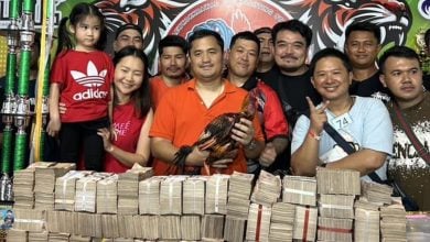Cockfighting champ: Korat rooster sold for 6.5 million baht | Thaiger