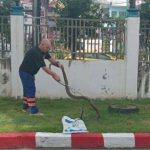Bitten by bravery: Cobra strikes back in Phuket | Thaiger