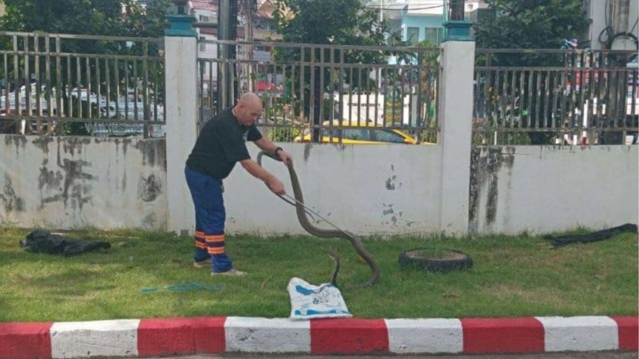 Bitten by bravery: Cobra strikes back in Phuket | Thaiger