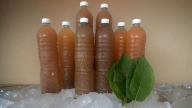 Thailand eyes kratom crackdown amid abuse fears | Thaiger