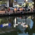 Chiang Mai goose squad flops in moat cleanup stunt | Thaiger