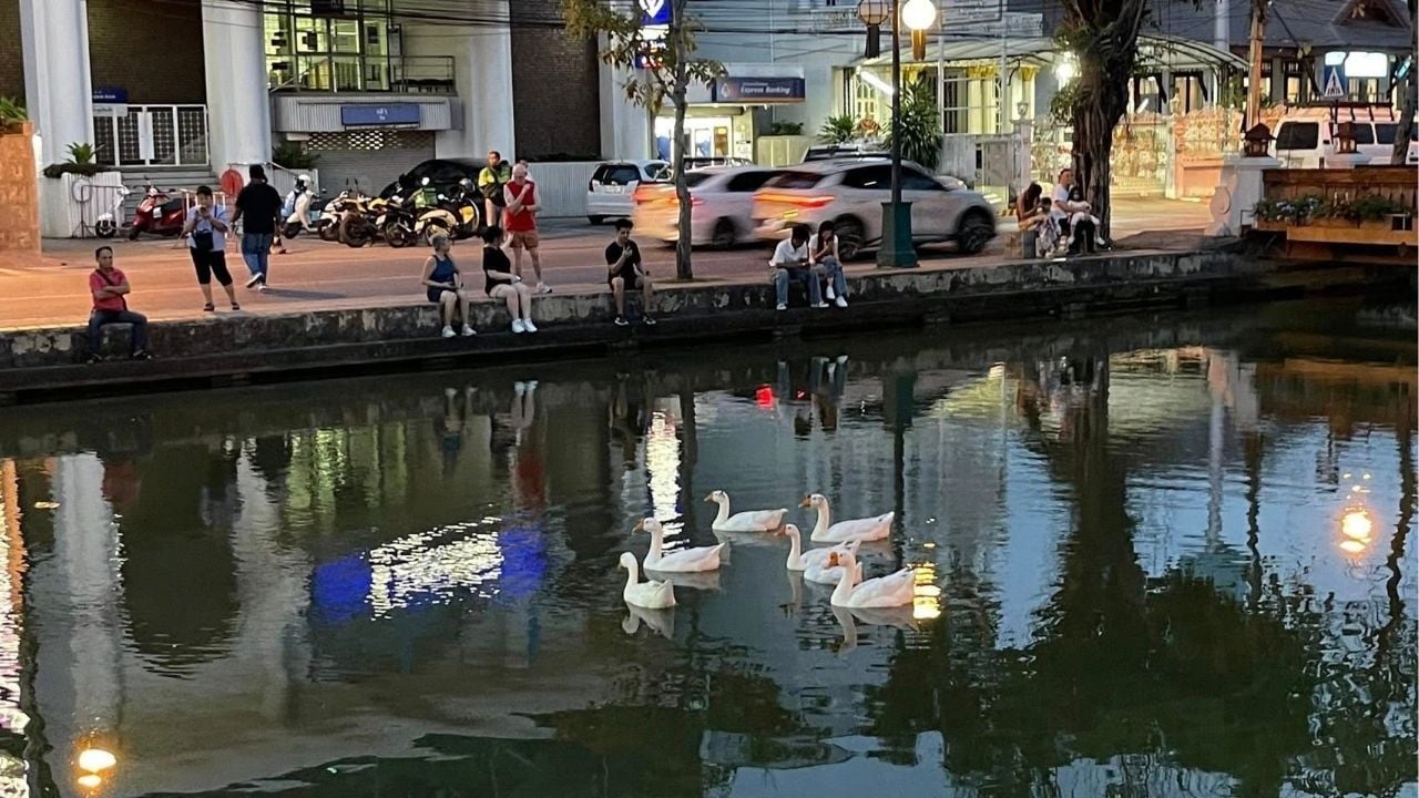 Chiang Mai goose squad flops in moat cleanup stunt | Thaiger