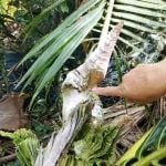 ‘Naga coconut tree’ in Phetchabun sparks lucky number frenzy | Thaiger