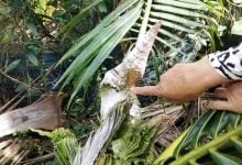 ‘Naga coconut tree’ in Phetchabun sparks lucky number frenzy | Thaiger