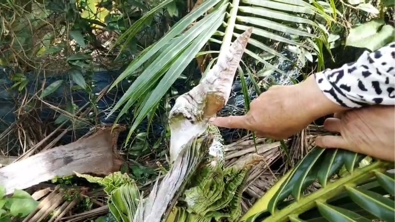 ‘Naga coconut tree’ in Phetchabun sparks lucky number frenzy | Thaiger