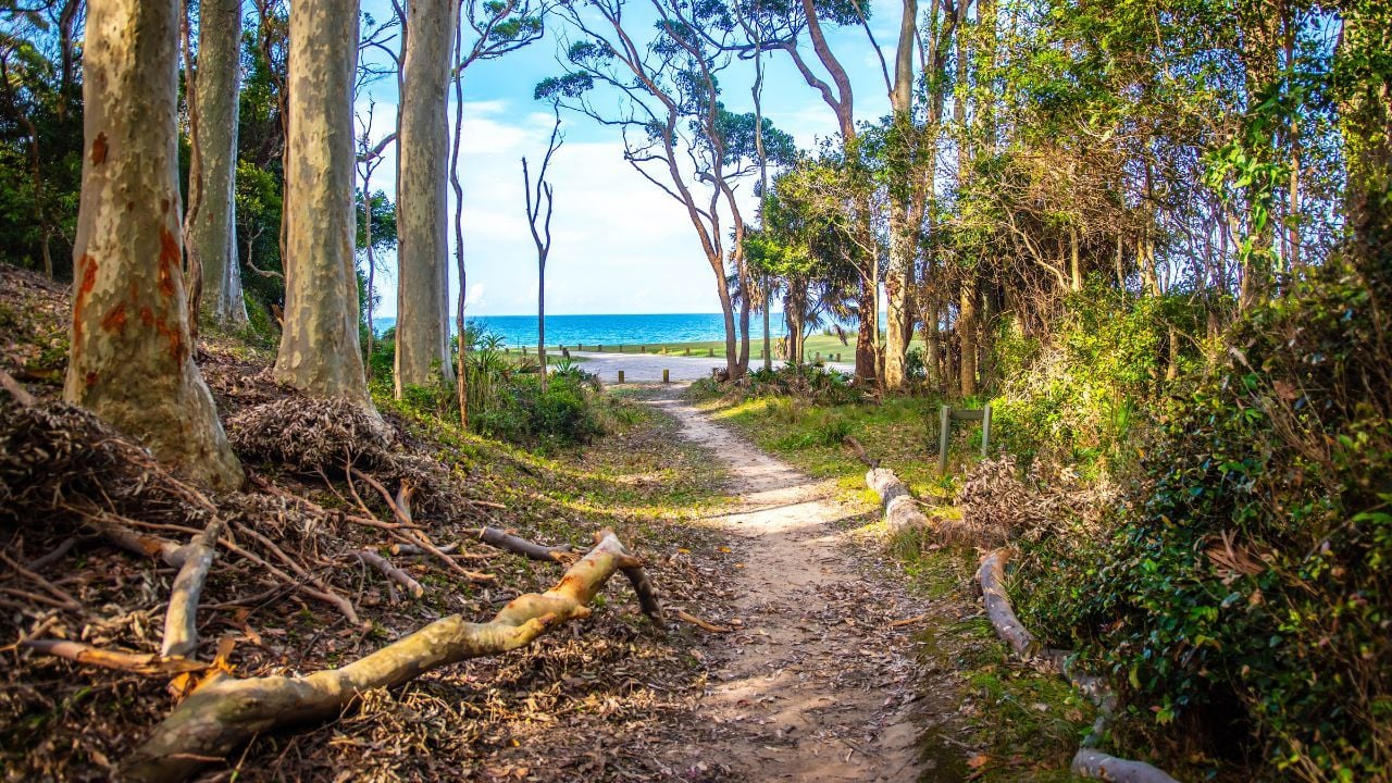 What you’ll discover on a travel hike in Australia’s rainforests | Thaiger