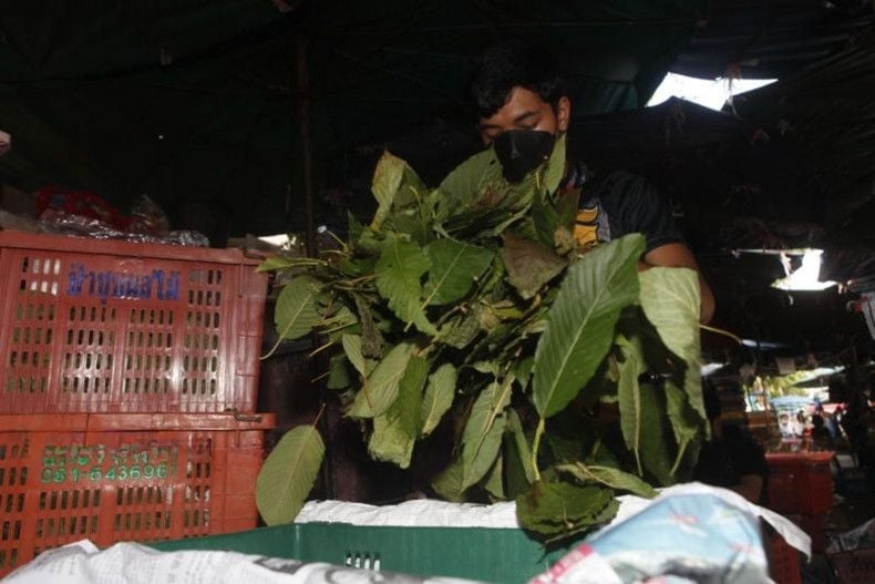 Thailand eyes kratom crackdown amid abuse fears | News by Thaiger