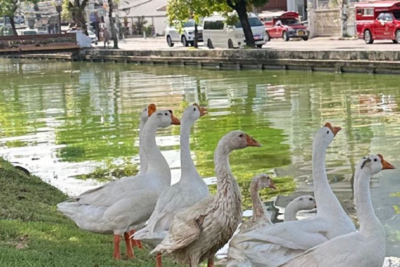Chiang Mai goose squad flops in moat cleanup stunt | News by Thaiger