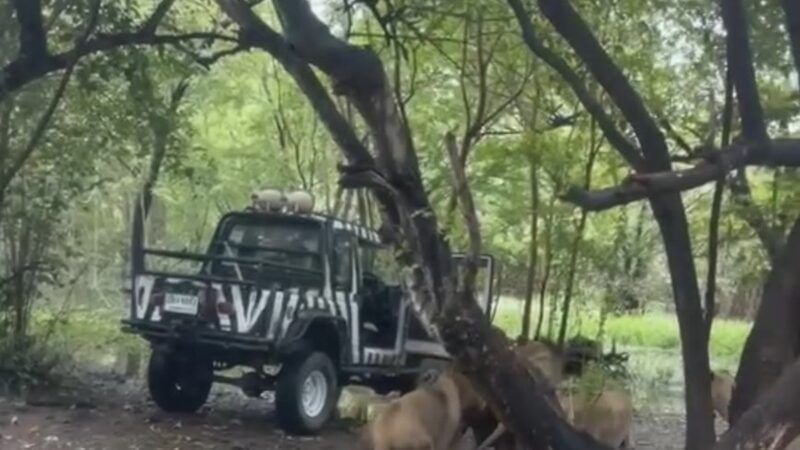 Bangkok zookeeper killed in horrific lion attack at Safari World (video) | News by Thaiger