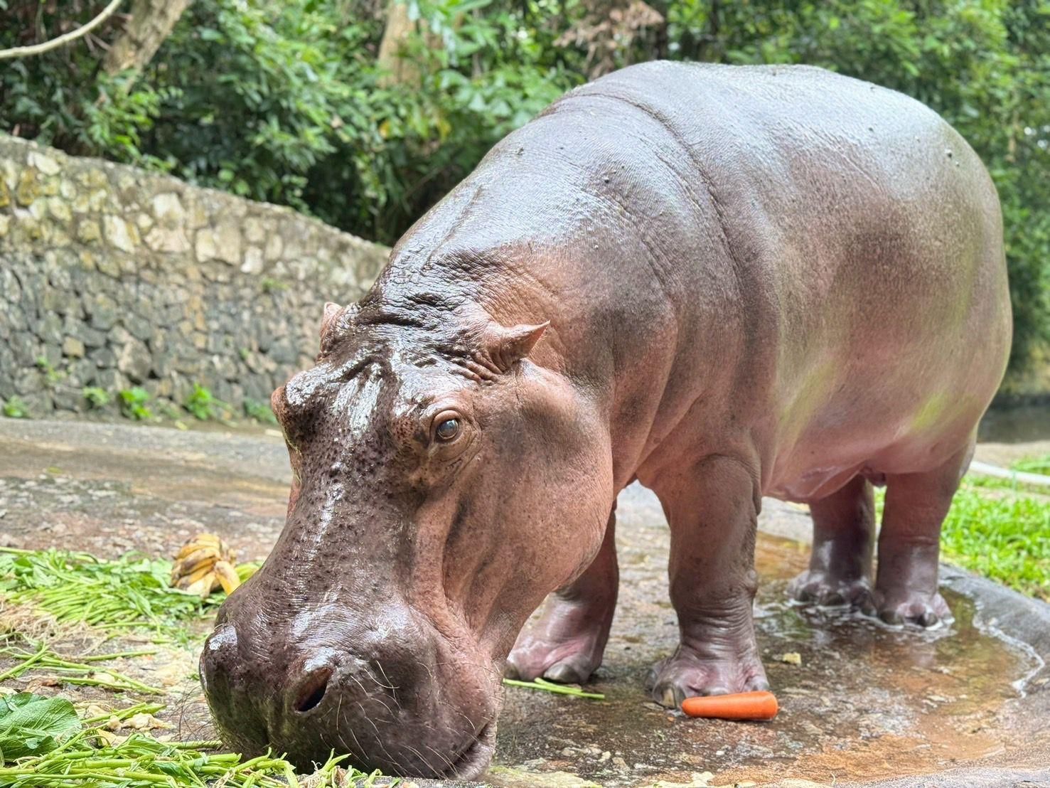 Thailand’s oldest hippo Mae Mali prepares for 60th birthday bash | News by Thaiger