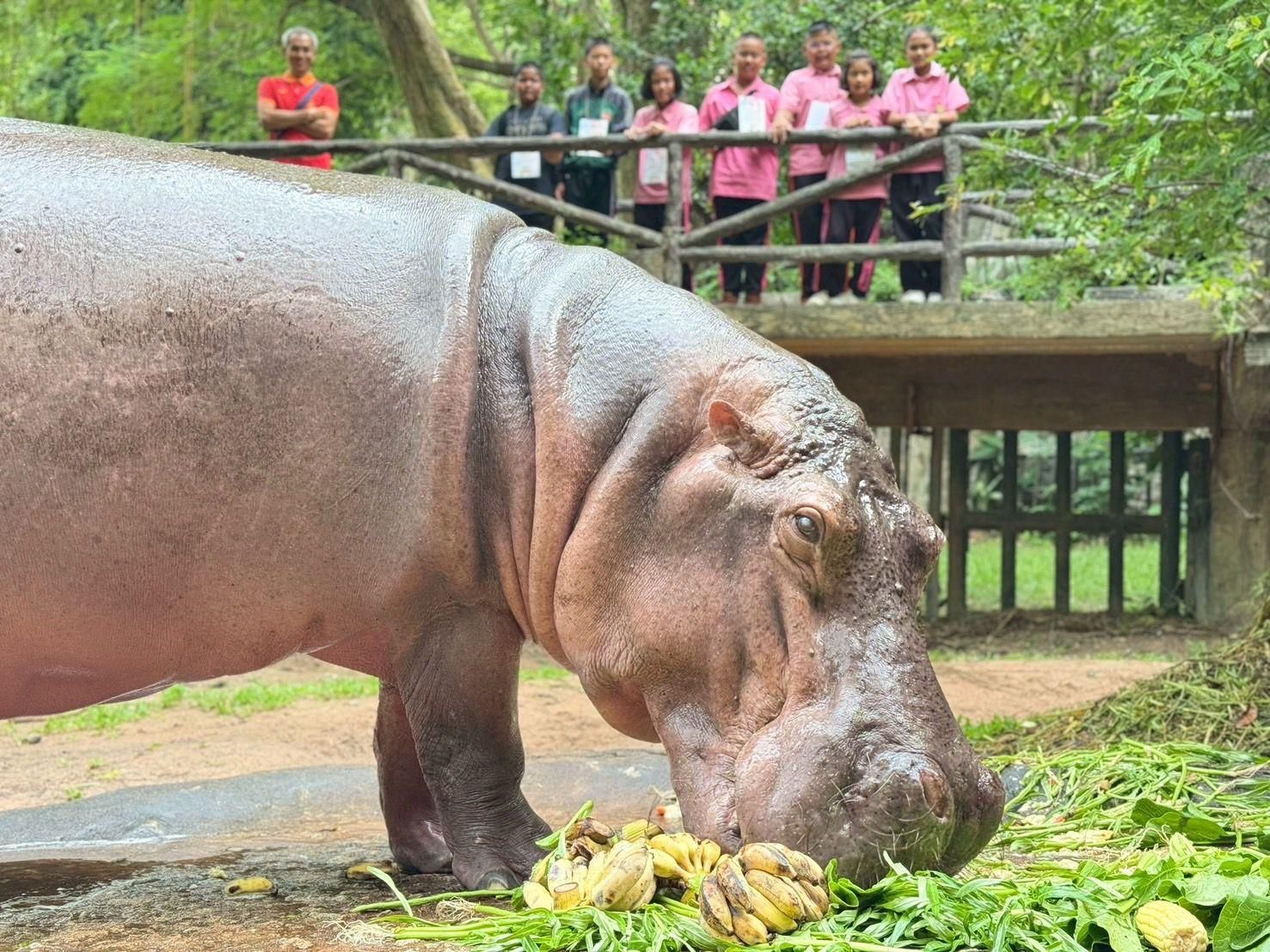 Thailand’s oldest hippo Mae Mali prepares for 60th birthday bash | News by Thaiger