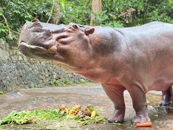 Thailand’s oldest hippo Mae Mali prepares for 60th birthday bash | News by Thaiger