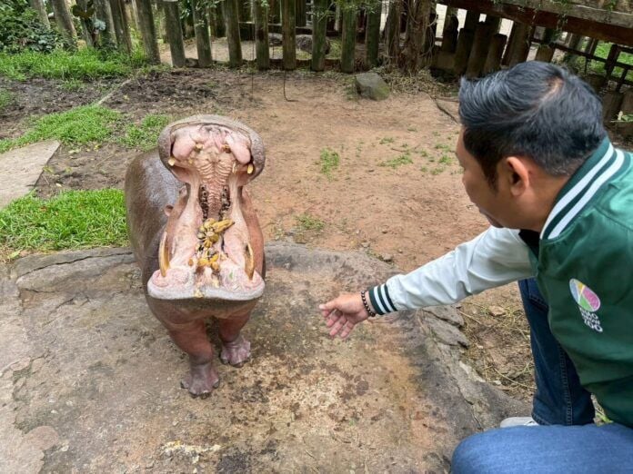Thailand’s oldest hippo Mae Mali prepares for 60th birthday bash | News by Thaiger