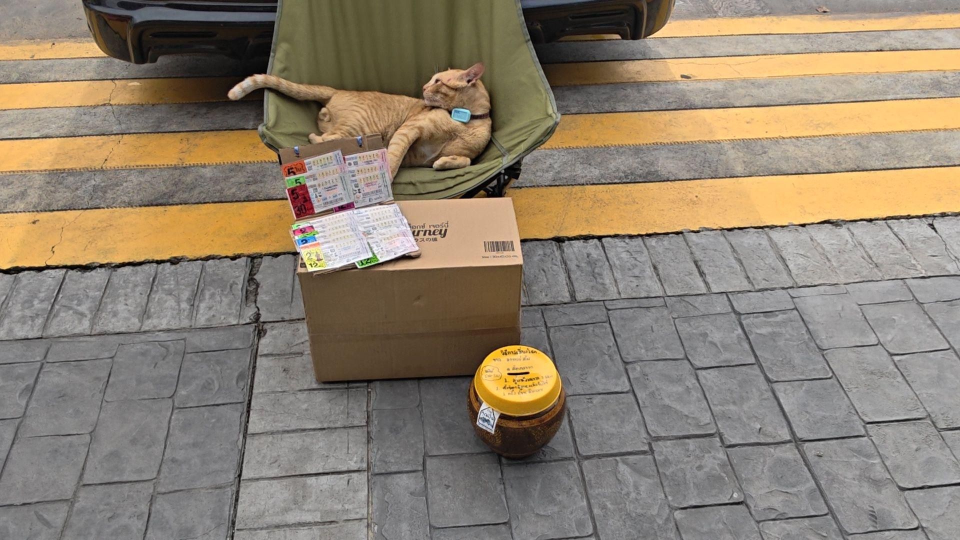Ginger cat ‘Bangchak Orange’ brings lottery buzz to Pattaya (video) | News by Thaiger