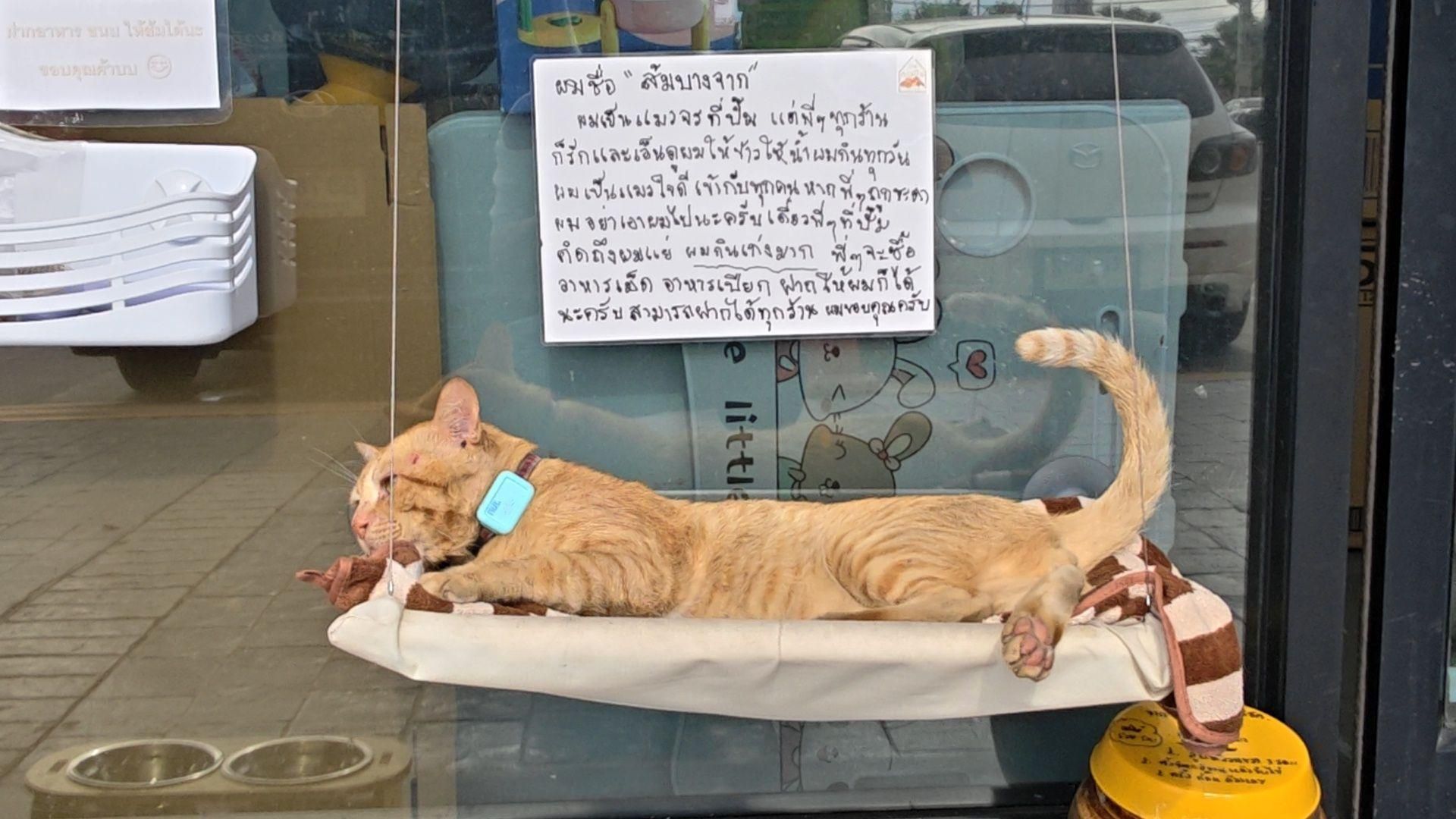 Ginger cat ‘Bangchak Orange’ brings lottery buzz to Pattaya (video) | News by Thaiger
