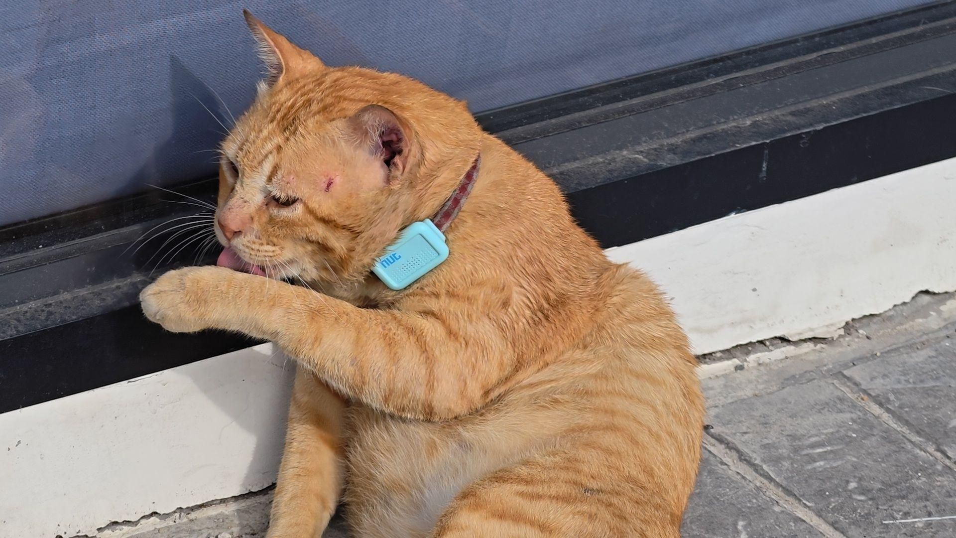 Ginger cat ‘Bangchak Orange’ brings lottery buzz to Pattaya (video) | News by Thaiger