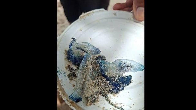 Patong lifeguards warn as venomous bluebottles wash up | News by Thaiger