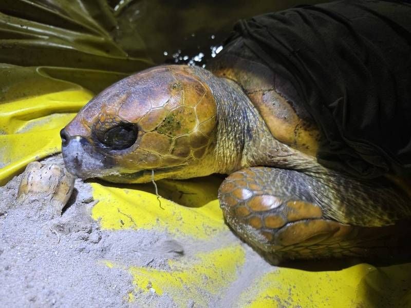 Hooked turtle rescued in Phuket as another dies from net injury | News by Thaiger