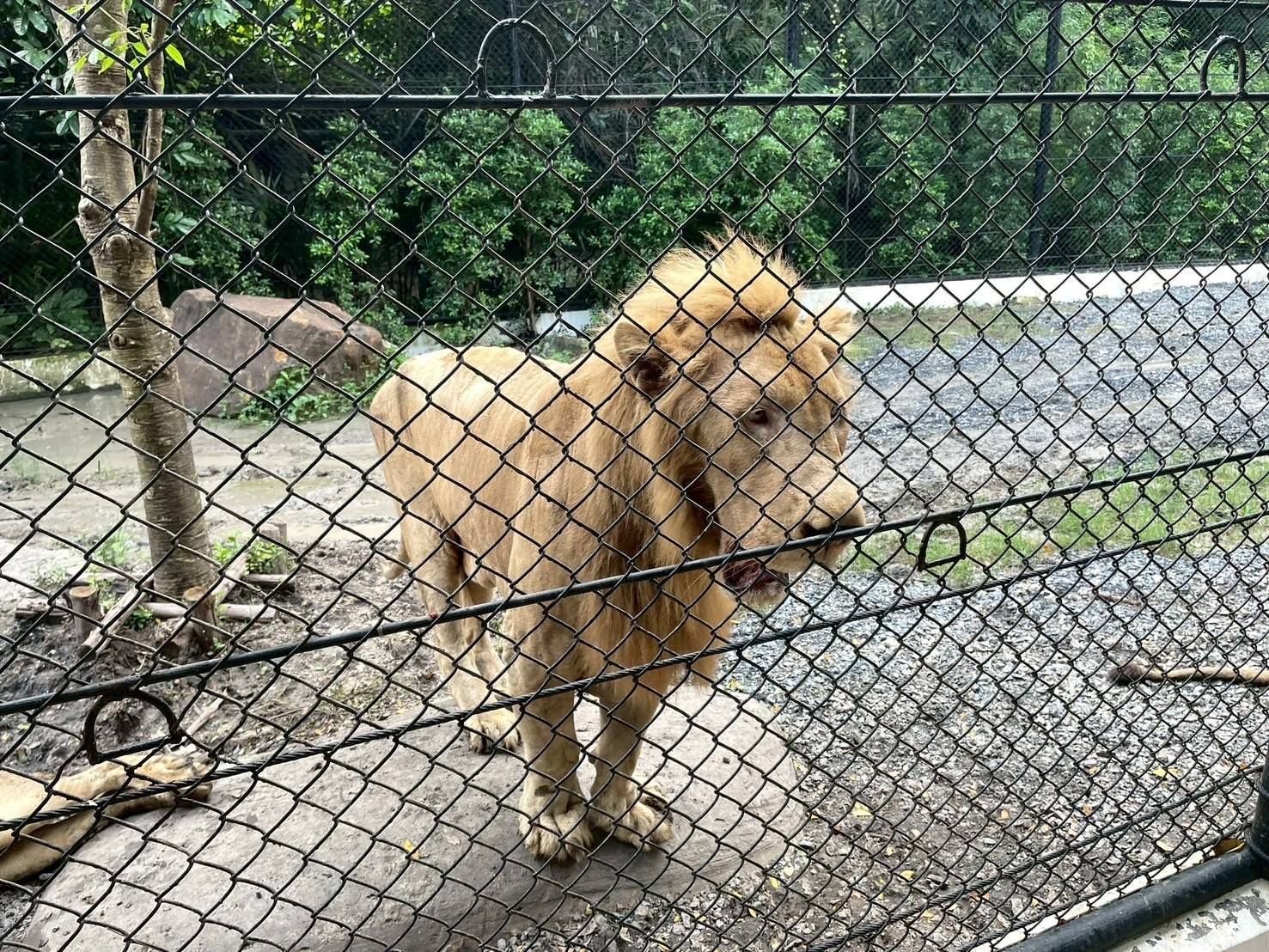 Wild animal zone shut down after fatal lion attack at zoo | News by Thaiger