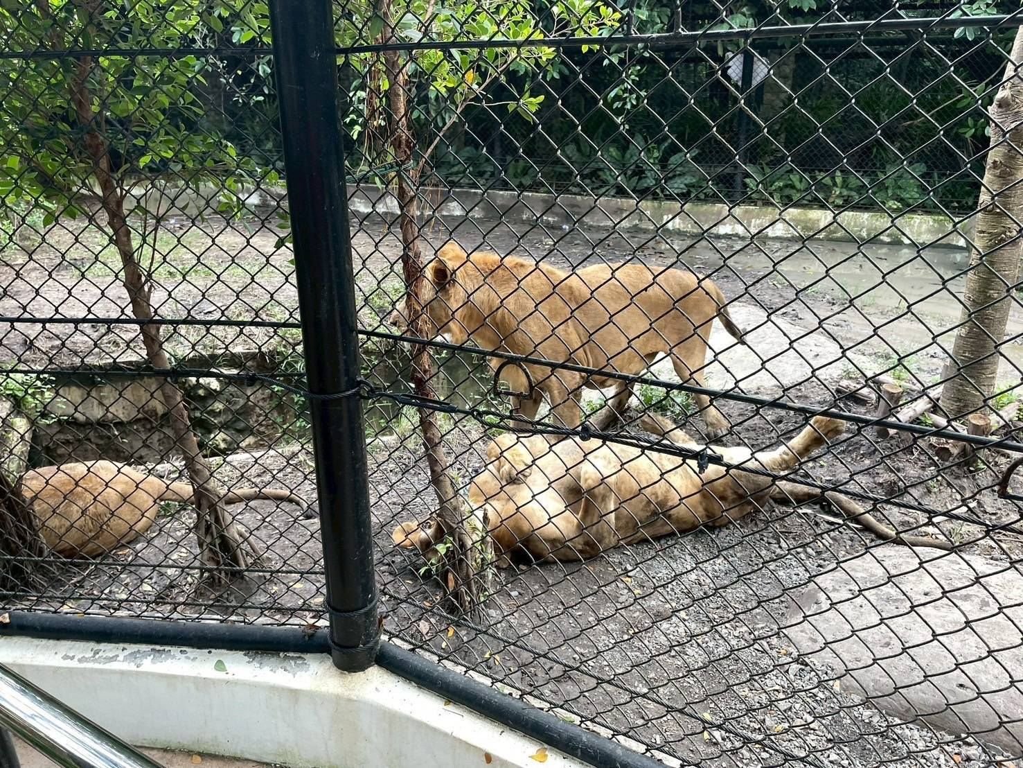 Wild animal zone shut down after fatal lion attack at zoo | News by Thaiger