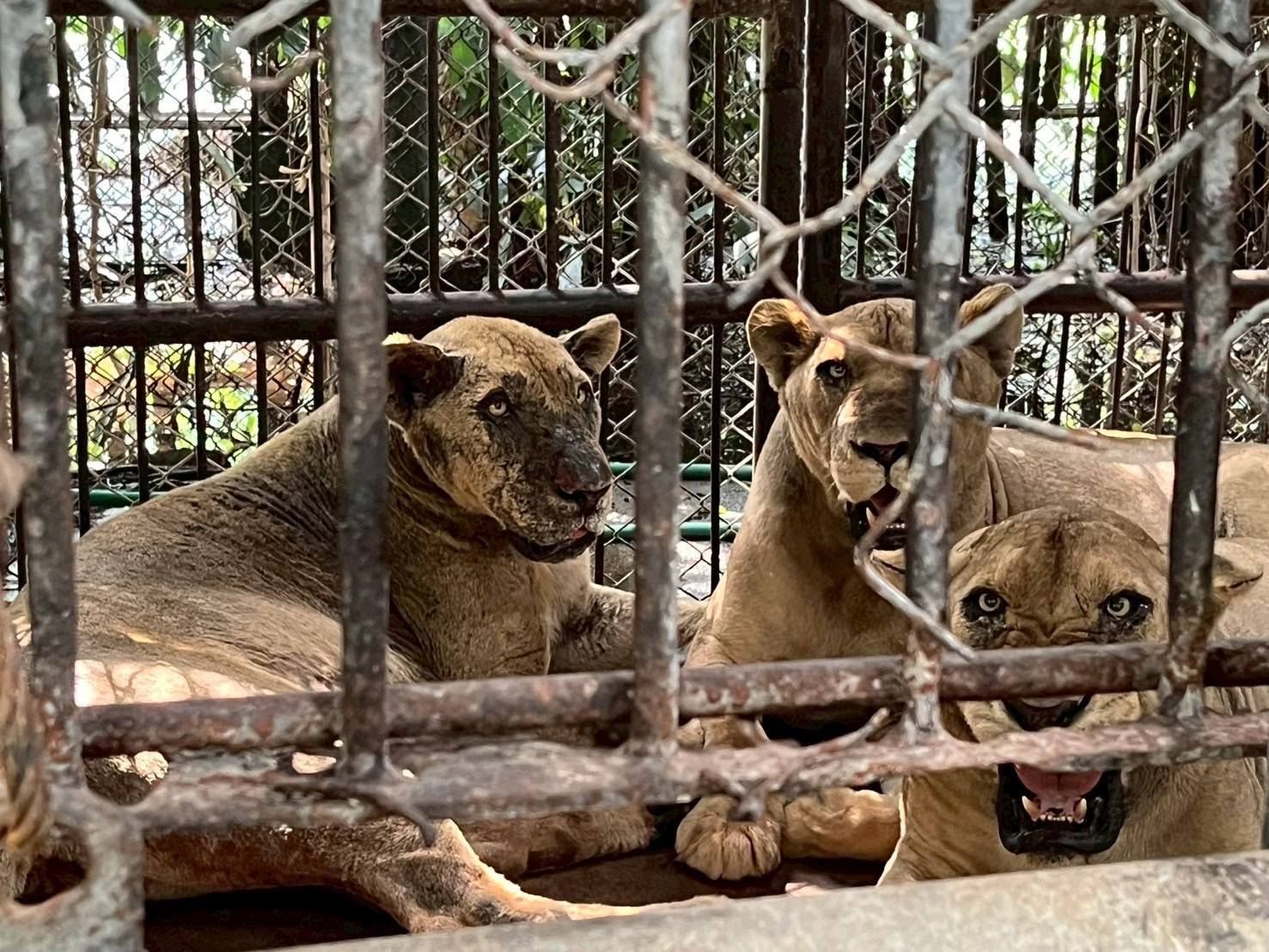 Wild animal zone shut down after fatal lion attack at zoo | News by Thaiger