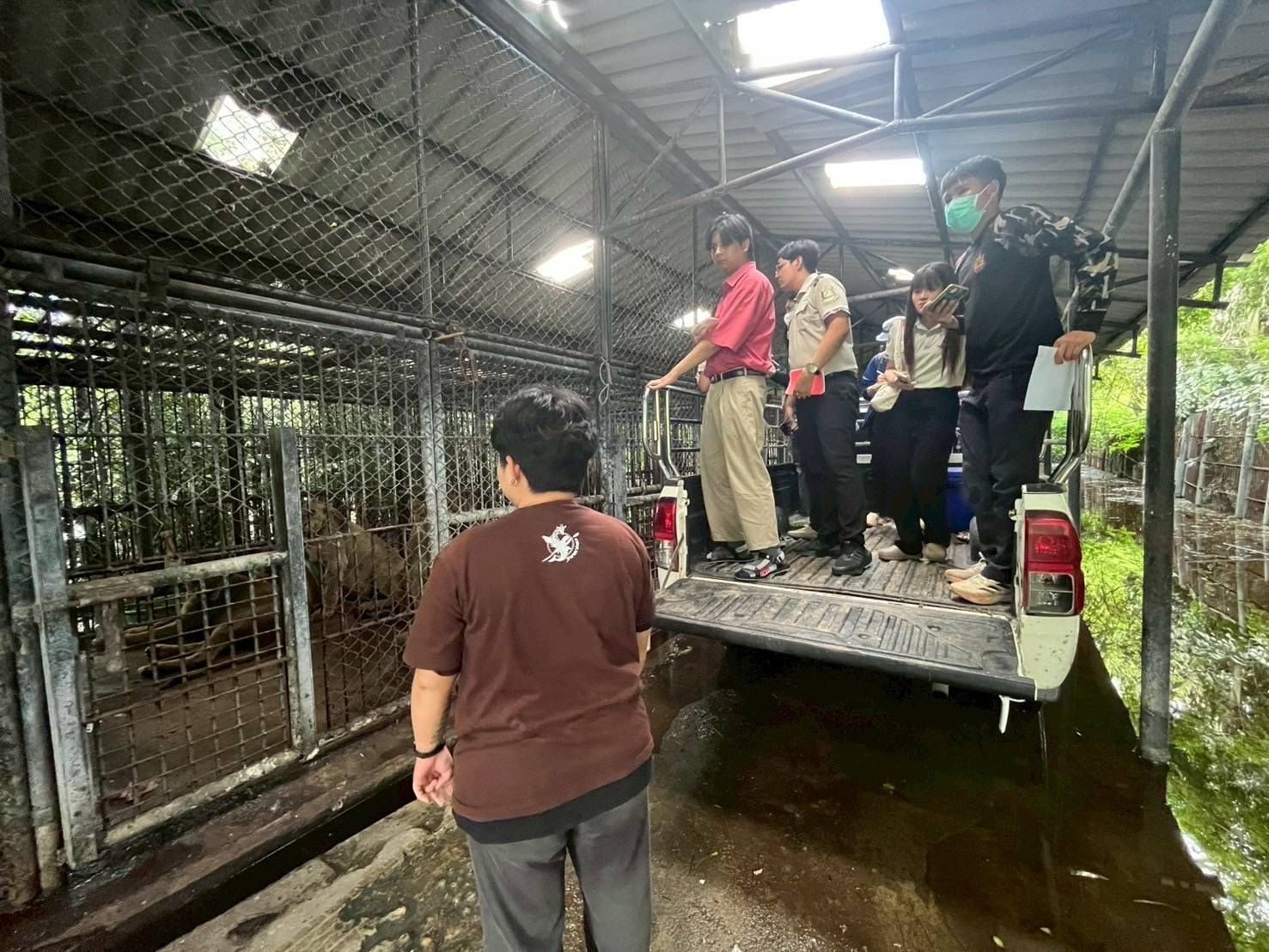 Wild animal zone shut down after fatal lion attack at zoo | News by Thaiger