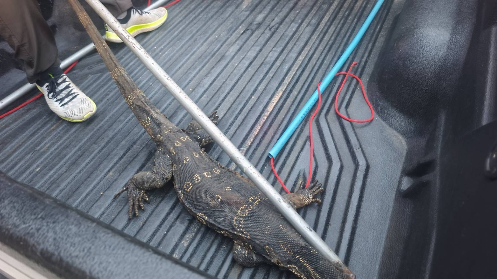 Giant monitor lizard crashes dinner plans at Thai restaurant | News by Thaiger