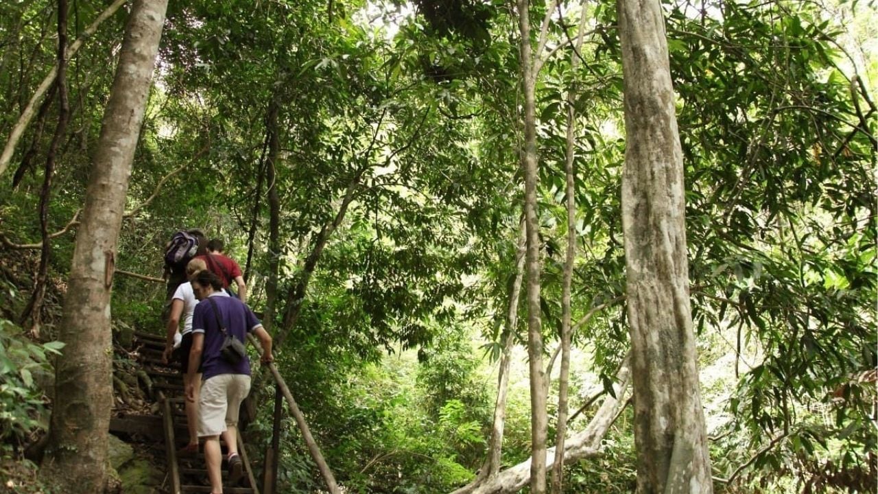 Tekking in the canopy abiove the Koh Samui rainforest | Photo taken from Lets Tour bangkok website