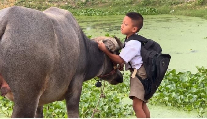 8 year old boy rides pet buffalo to school in central Thailand | News by Thaiger