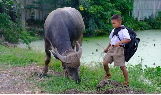 8 year old boy rides pet buffalo to school in central Thailand | News by Thaiger