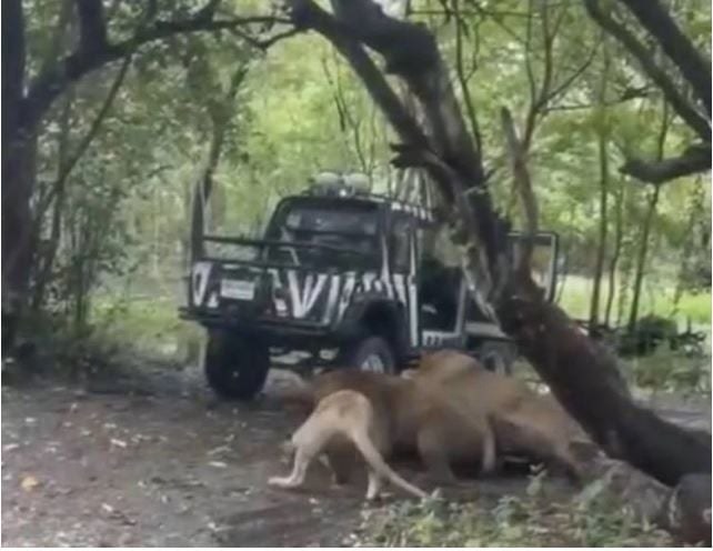 Doctor suspects zookeeper's lion death may be suicide | News by Thaiger