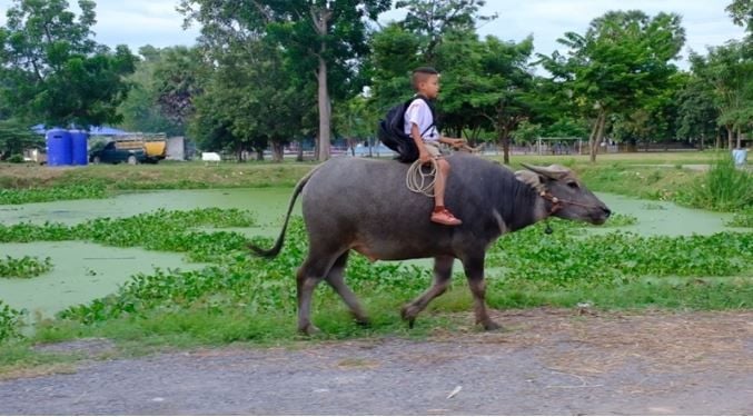 8 year old boy rides pet buffalo to school in central Thailand | News by Thaiger