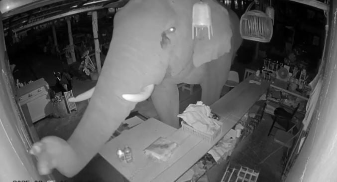 Hungry elephant raids Korat BBQ shop in midnight rampage | News by Thaiger
