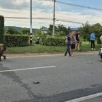 Pickup truck collides with cow on Phahonyothin Road, driver injured | Thaiger