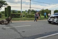 Pickup truck collides with cow on Phahonyothin Road, driver injured | Thaiger