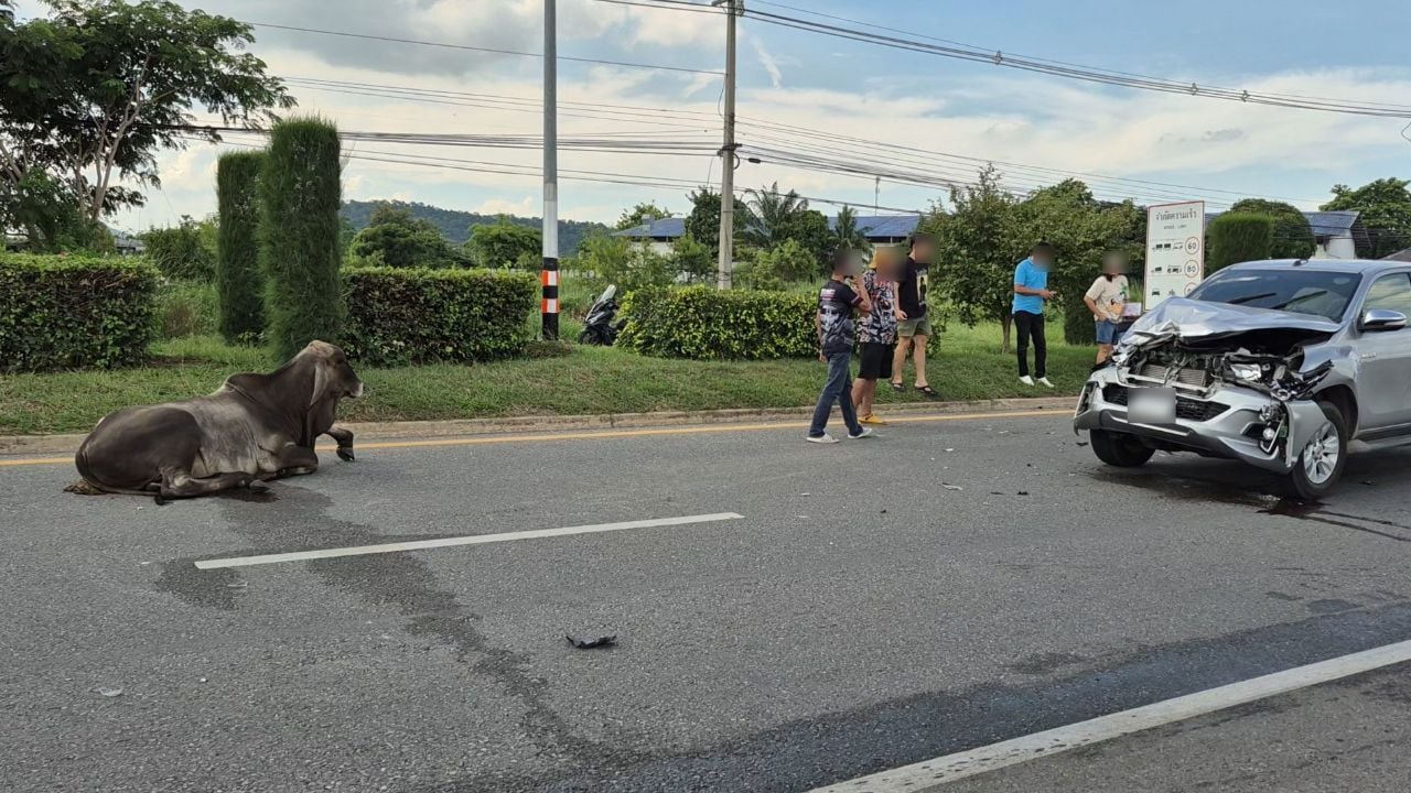 Pickup truck collides with cow on Phahonyothin Road, driver injured | Thaiger