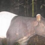 Rare wildlife captured in Khao Laem Park highlights conservation success | Thaiger