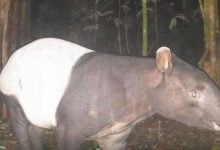 Rare wildlife captured in Khao Laem Park highlights conservation success | Thaiger