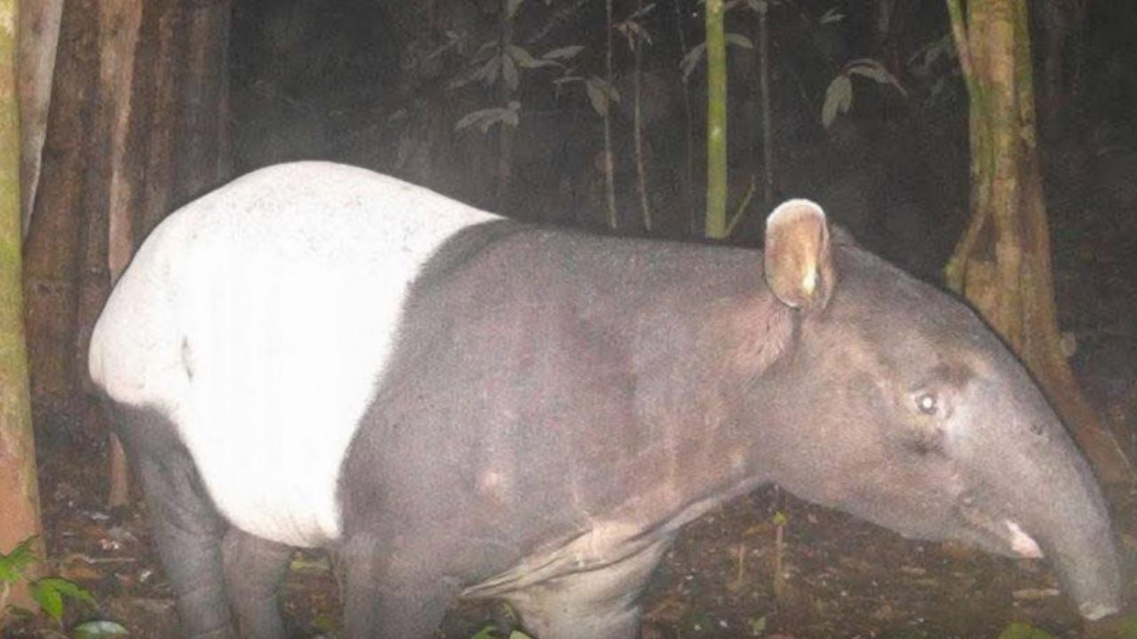 Rare wildlife captured in Khao Laem Park highlights conservation success | Thaiger