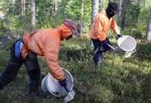 Finnish berry CEO jailed for human trafficking Thai workers | Thaiger
