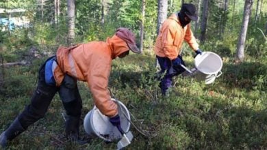 Finnish berry CEO jailed for human trafficking Thai workers | Thaiger