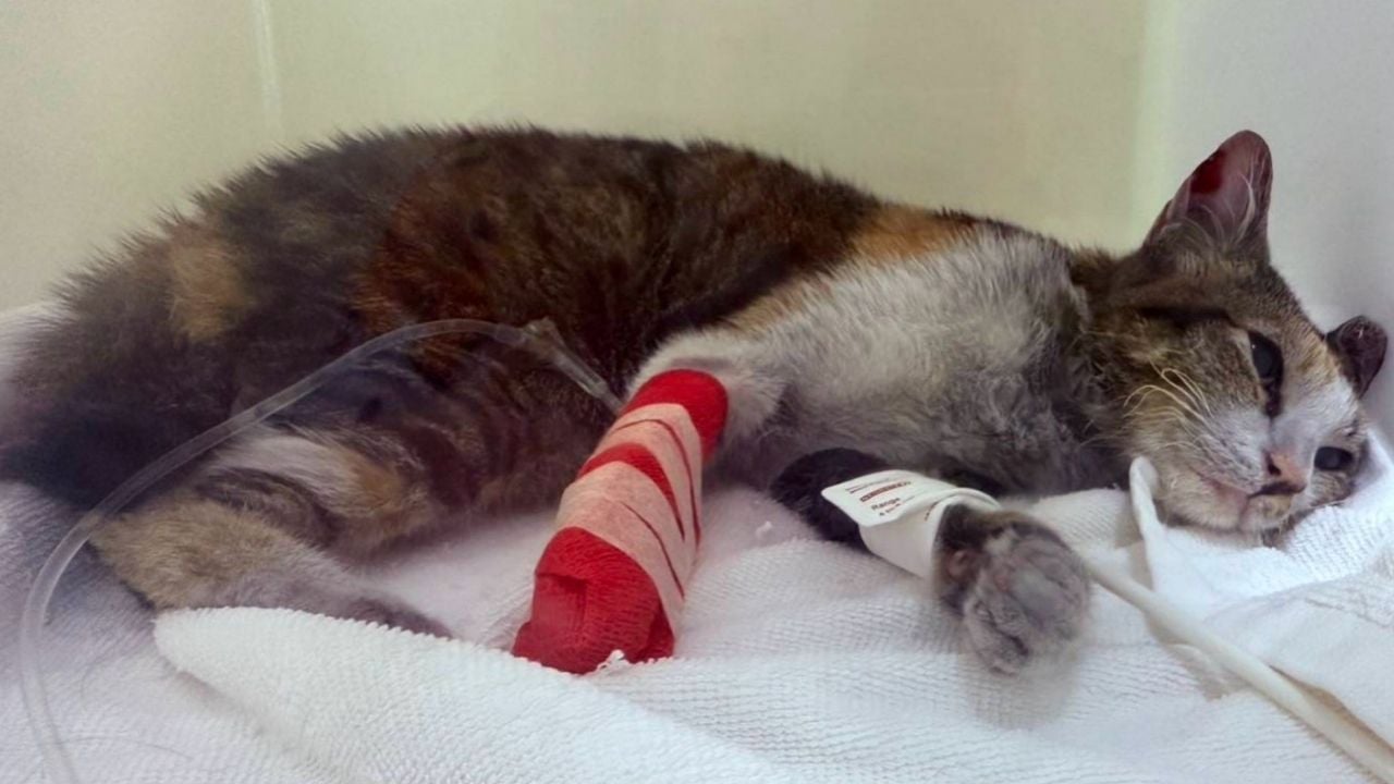 Pet cat killed in e-motorcycle battery blast