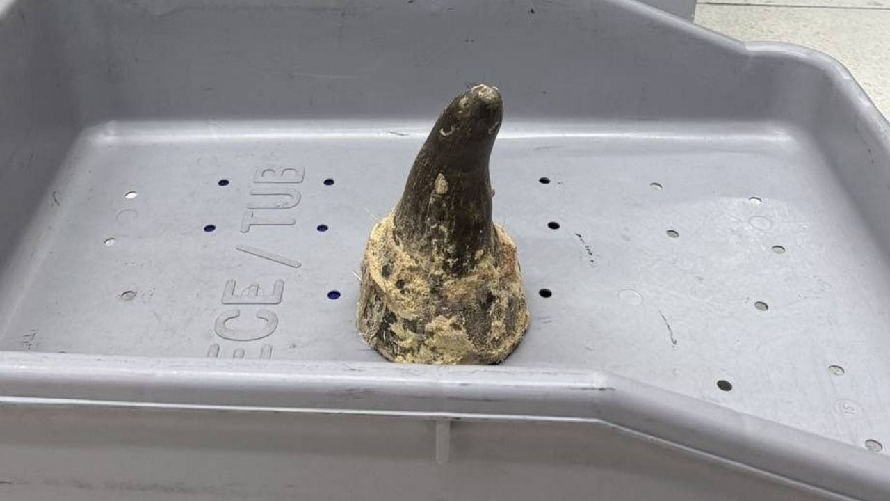 rhino horns seized from Vietnamese man at Suvarnabhumi Airport