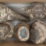 Vietnamese man caught with 6.9 million baht rhino horns at Bangkok airport | Thaiger